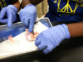 Biotechnology and Principles of Bio-science 